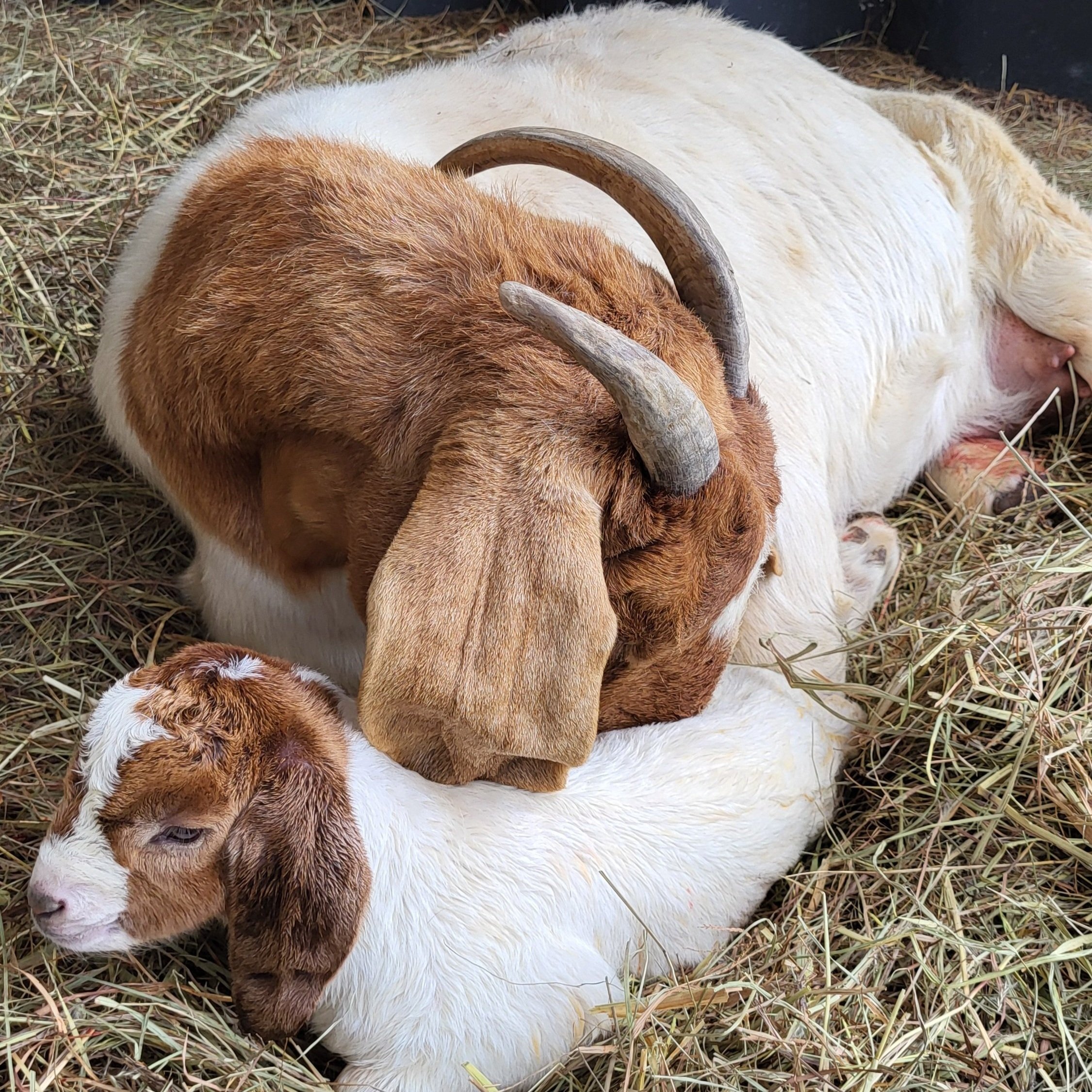 A brown and white goat cuddles with a young goat in a straw-filled barn, showcasing their bond and warmth in a cozy farm setting.